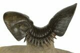 Paralejurus Trilobite Fossil - Flying Preparation #189868-2